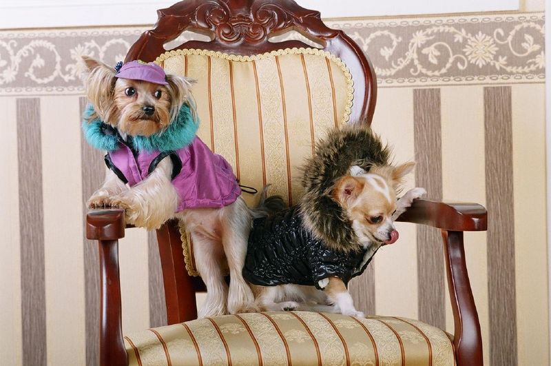 Модные собачки и мода для собак